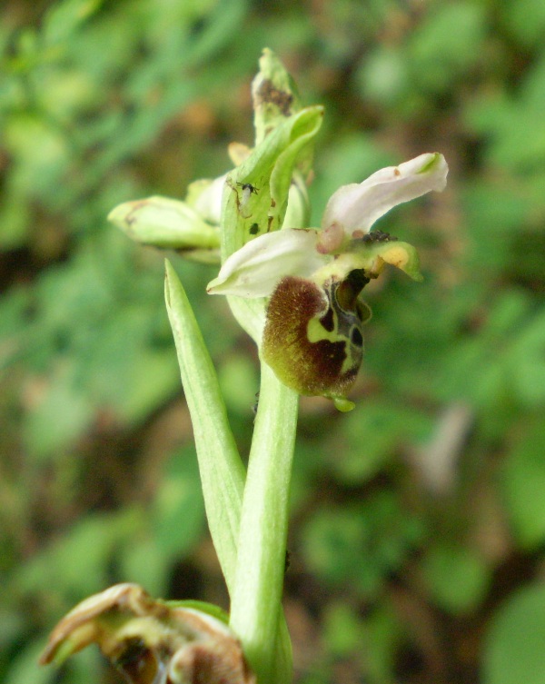 O.holosericea da confermare